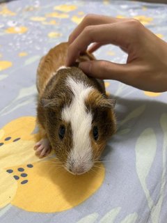 Choki - Guinea Pig Small & Furry