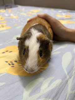 Choki - Guinea Pig Small & Furry