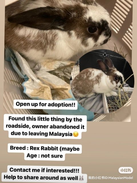 Rabbit - Rex Rabbit