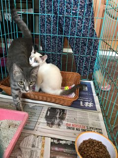 Tweetie &amp; Ashboy - Domestic Short Hair Cat