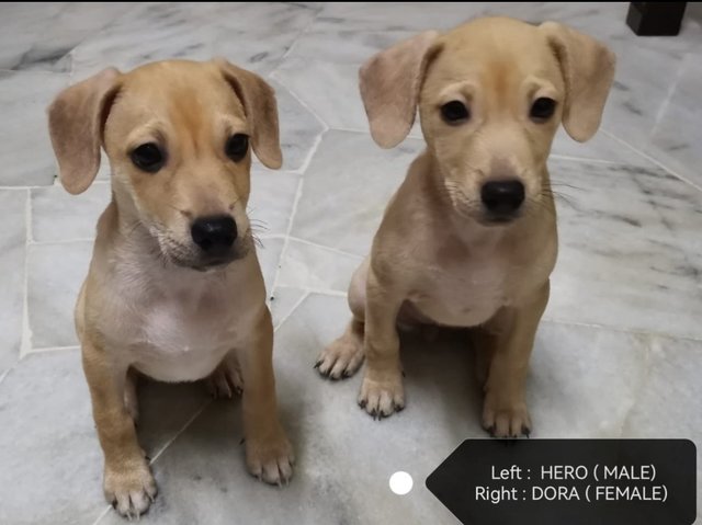 Hero &amp; Dora - Mixed Breed Dog