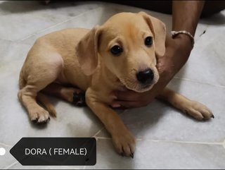 Hero &amp; Dora - Mixed Breed Dog