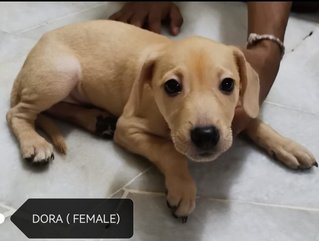 Hero &amp; Dora - Mixed Breed Dog