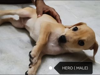 Hero &amp; Dora - Mixed Breed Dog