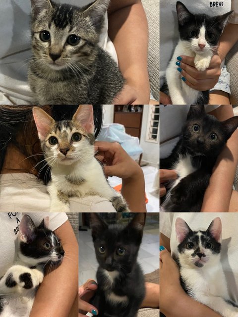 7 Kittens - Domestic Short Hair + Domestic Medium Hair Cat