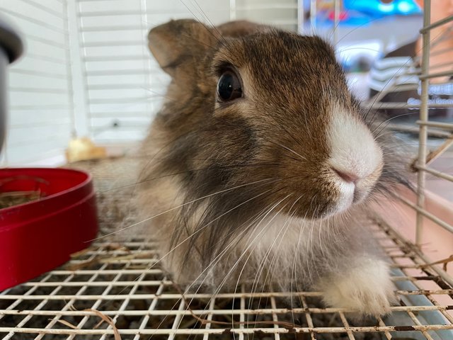 Bunny/ Rabbit - Lionhead Rabbit