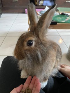 Bunny/ Rabbit - Lionhead Rabbit