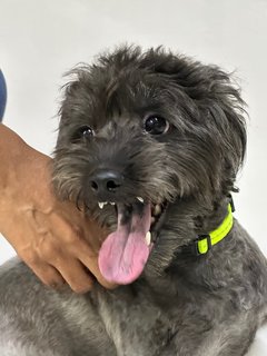 Lucy - Poodle + Shih Tzu Dog