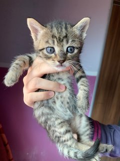  brownish + black + gold. his pattern like zebra (more or less). 2 kitten pattern same like this