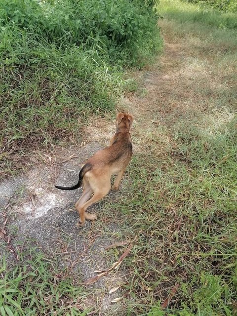 Skinny - Mixed Breed Dog