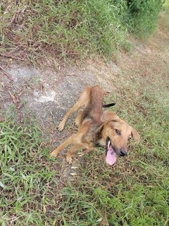 Skinny - Mixed Breed Dog