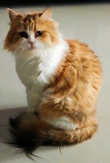 Oren - Persian + Domestic Long Hair Cat