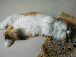 Oren - Persian + Domestic Long Hair Cat