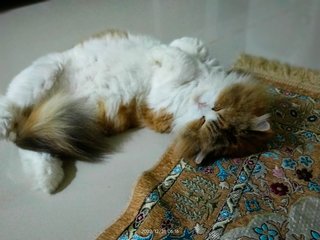 Oren - Persian + Domestic Long Hair Cat