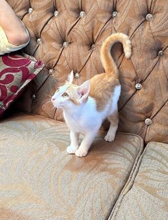 Archie - The Ginger Boy - Domestic Medium Hair Cat