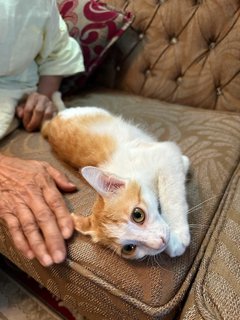 Archie - The Ginger Boy - Domestic Medium Hair Cat