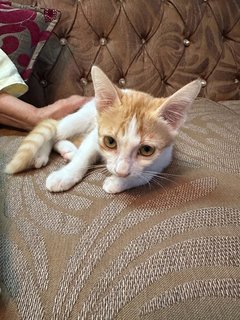 Archie - The Ginger Boy - Domestic Medium Hair Cat