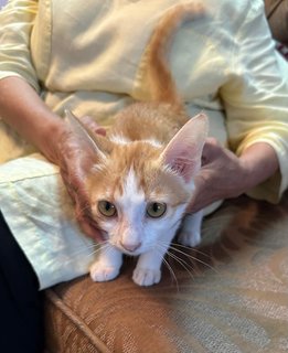 Archie - The Ginger Boy - Domestic Medium Hair Cat