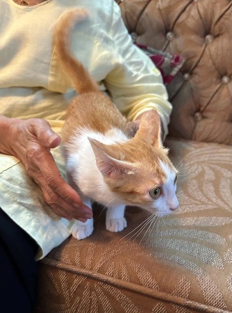 Archie - The Ginger Boy - Domestic Medium Hair Cat