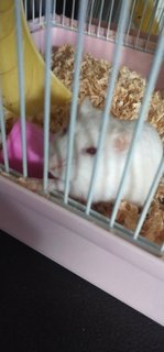 Moony - Common Hamster + Striped Hamster Hamster