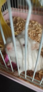 Moony - Common Hamster + Striped Hamster Hamster