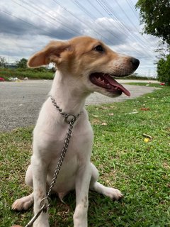 Jordan  - Mixed Breed Dog