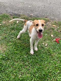 Jordan  - Mixed Breed Dog