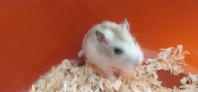 Jesse - Common Hamster + Short Dwarf Hamster Hamster