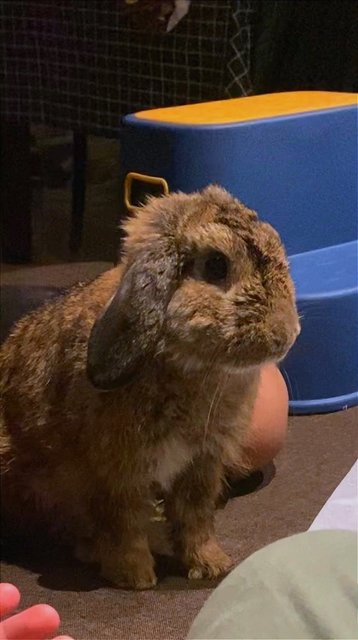 Hooty - Holland Lop Rabbit