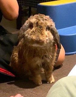 Hooty - Holland Lop Rabbit