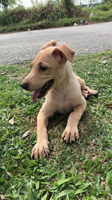 Abel  - Mixed Breed Dog