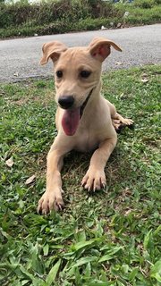 Abel  - Mixed Breed Dog