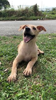 Abel  - Mixed Breed Dog