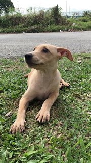 Abel  - Mixed Breed Dog