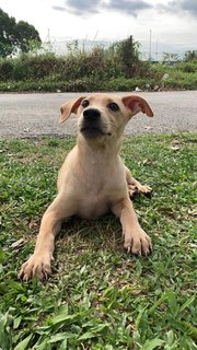 Abel  - Mixed Breed Dog