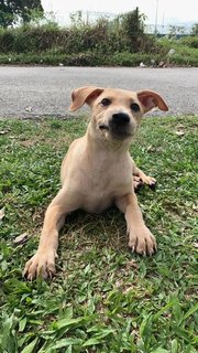 Abel  - Mixed Breed Dog