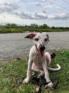 Hannah  - Mixed Breed Dog