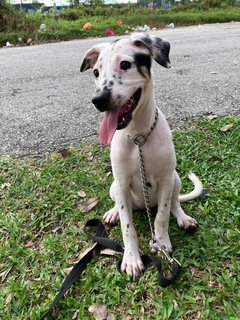 Hannah  - Mixed Breed Dog