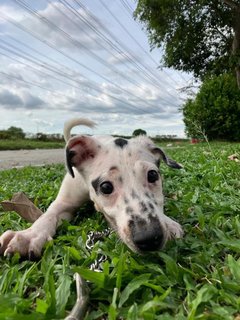 Hannah  - Mixed Breed Dog