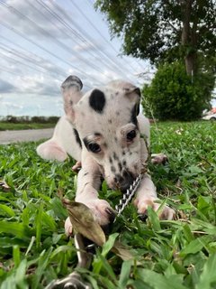 Hannah  - Mixed Breed Dog