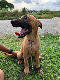 Zeke  - Mixed Breed Dog