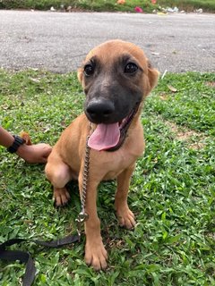 Zeke  - Mixed Breed Dog