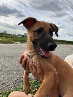 Zeke  - Mixed Breed Dog