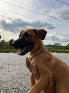 Zeke  - Mixed Breed Dog