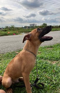 Zeke  - Mixed Breed Dog