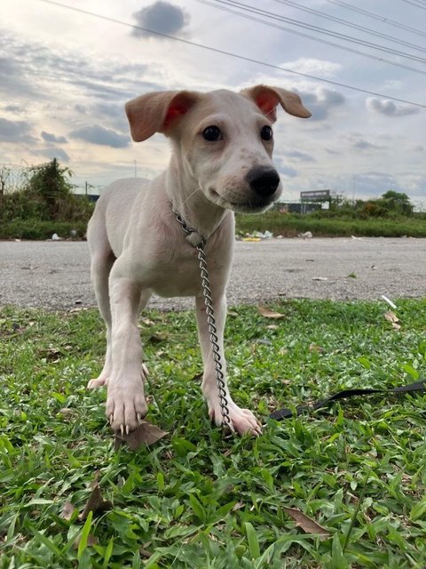 Levi - Mixed Breed Dog