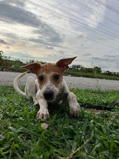 Leah - Mixed Breed Dog