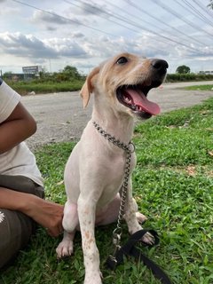 Arial  - Mixed Breed Dog