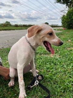 Arial  - Mixed Breed Dog