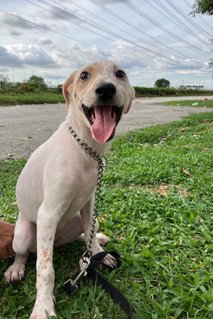 Arial  - Mixed Breed Dog